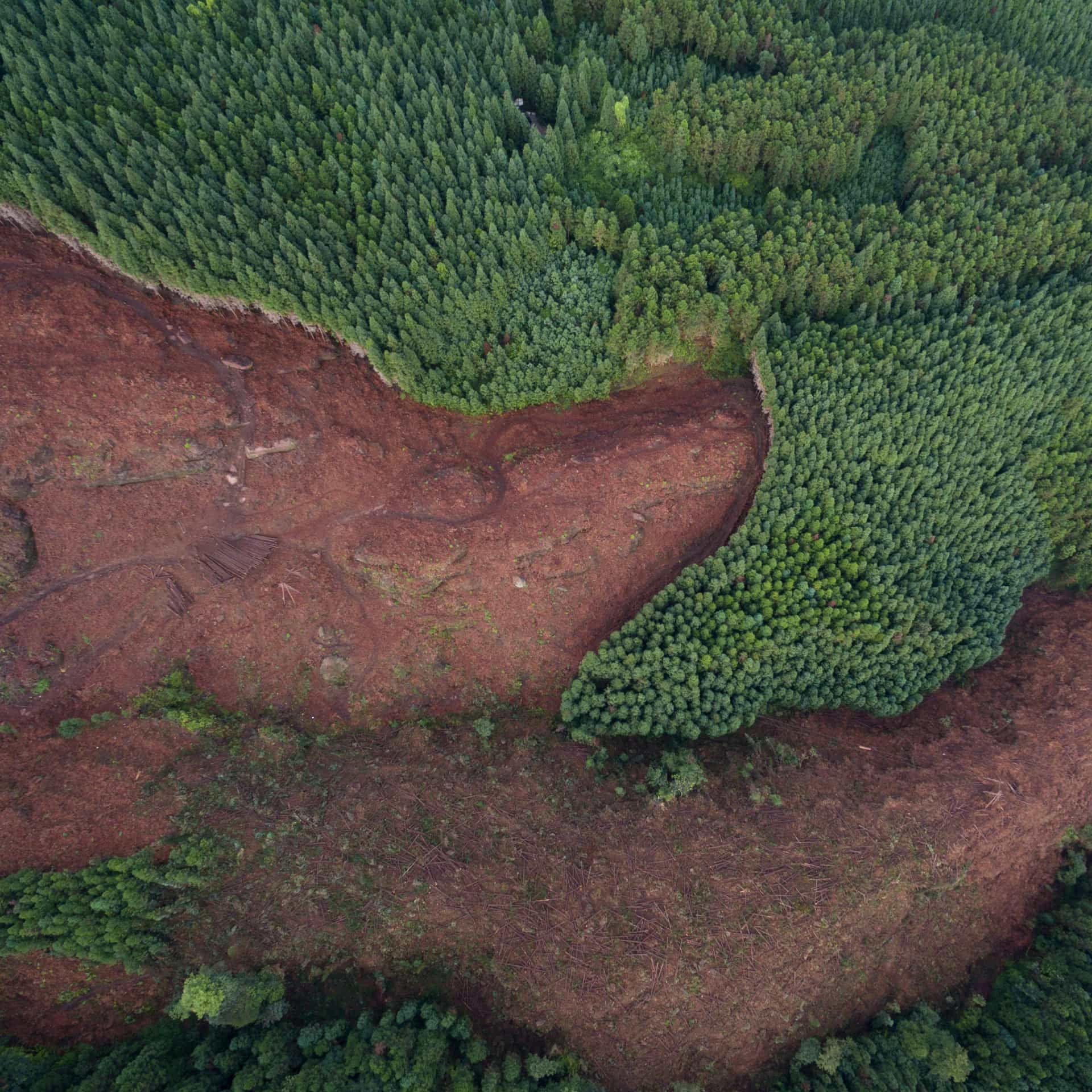 ad-lpm-cpg-adeforestation-airial-forest-view-xl-thumbnail-sty1473614