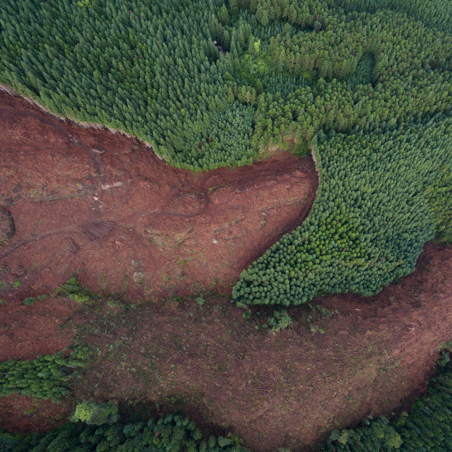 ad-lpm-cpg-deforestation-airial-forest-view-xl-thumbnail-sty1473614