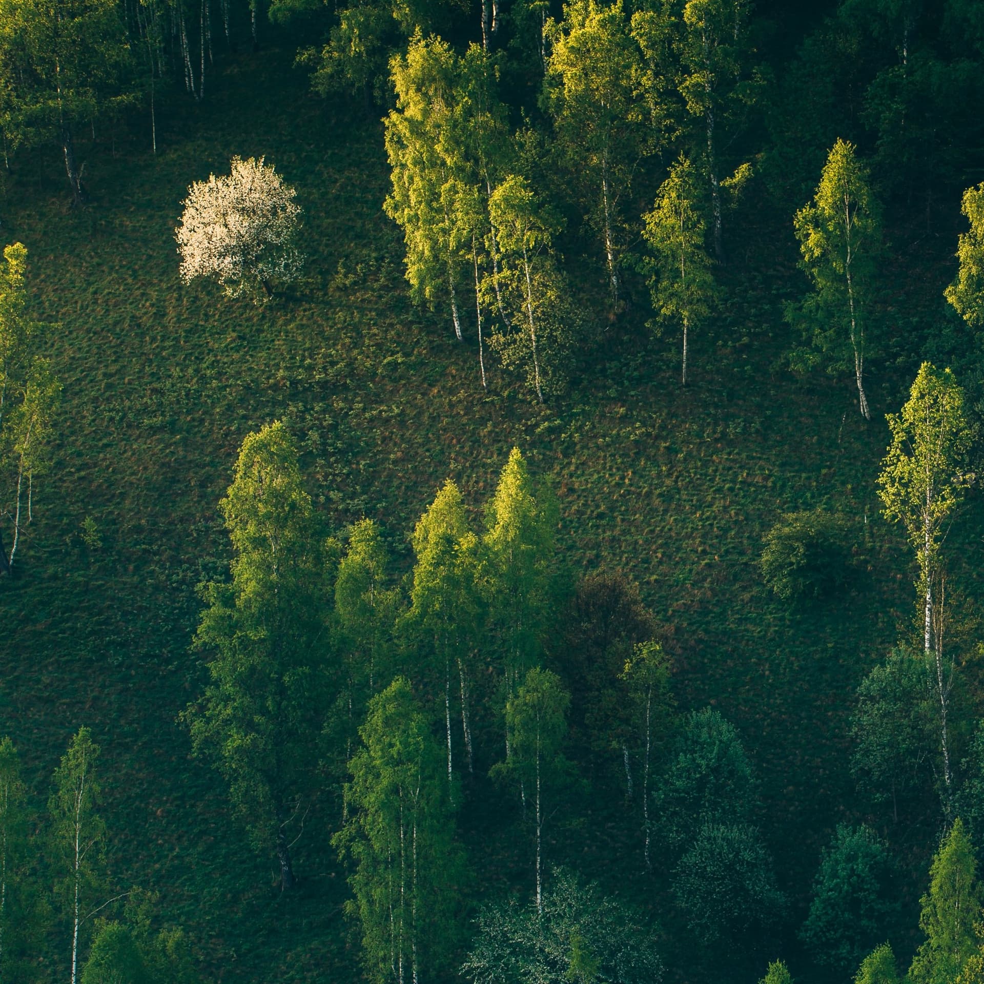 ad-lpm-cpg-foraest-scene-landscape-sustainabililty-eudr-thumbnail-ab320726614