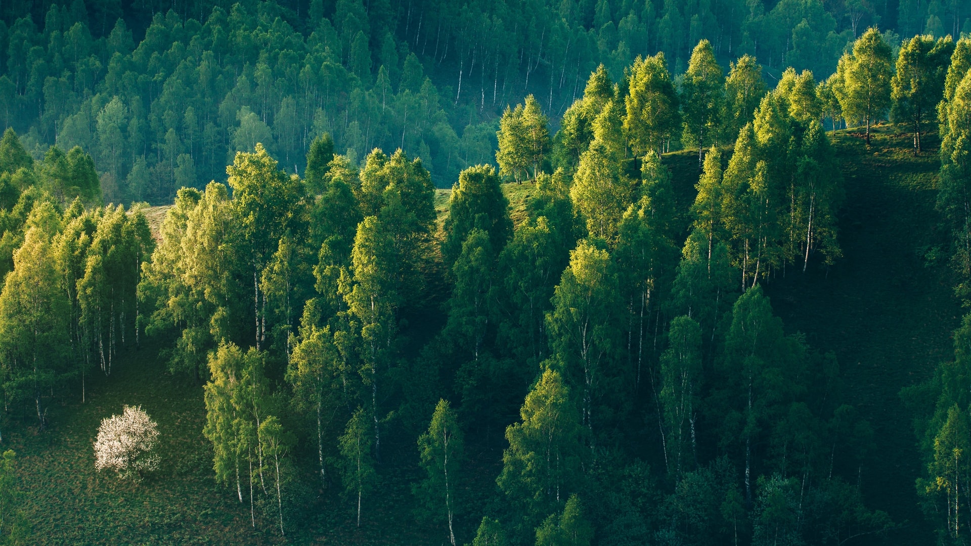 ad-lpm-cpg-forest-scene-landscape-sustainabililty-eudr-ab320726582.