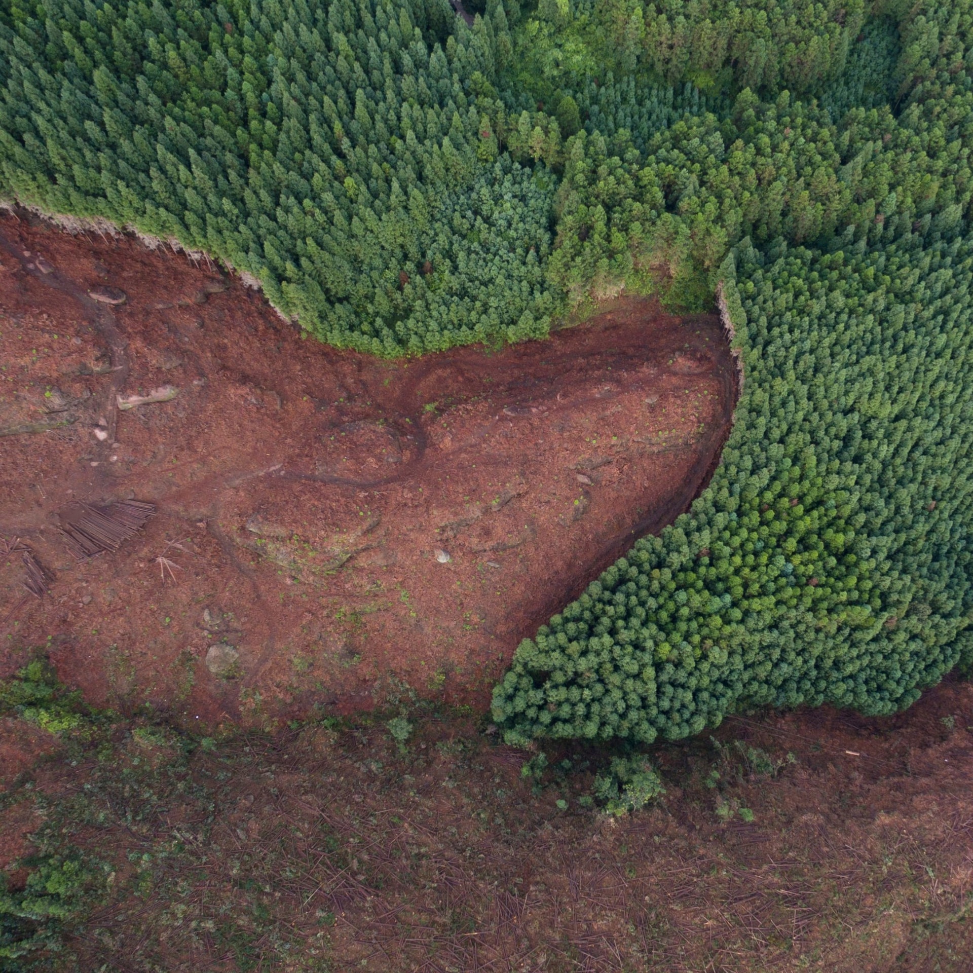 ad-lpm-cpg-deforestation-airial-forest-view-thumbnail-sty1473614
