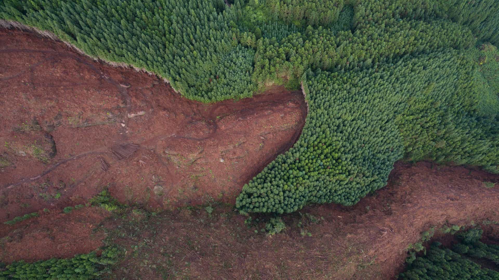 ad-lpm-cpg-deforestation-airial-forest-view-sty1473614