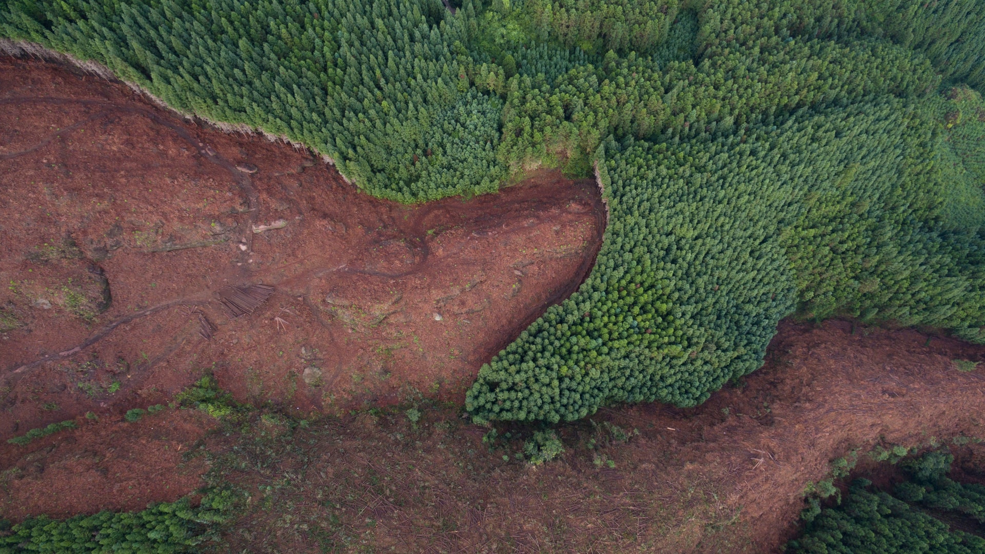 ad-lpm-cpg-deforestation-airial-forest-view-sty1473614